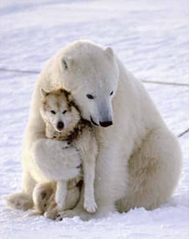 funny bear. polar-ear-funny-dog-death-hug